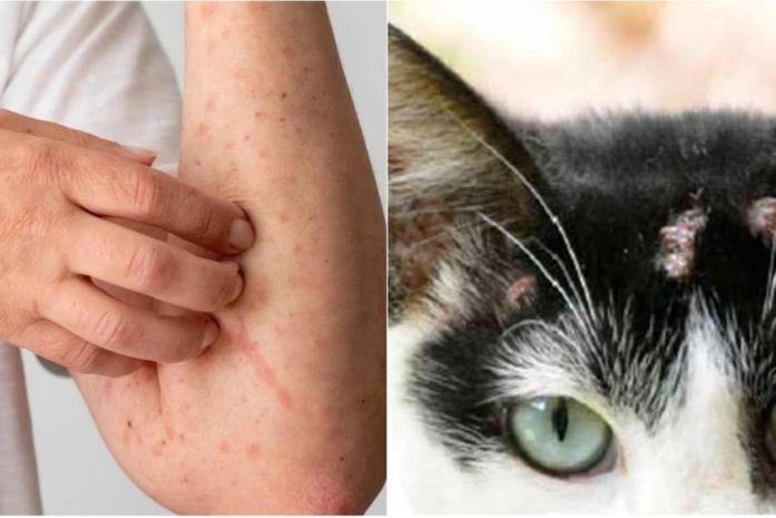 Saúde orienta população sobre os cuidados com a esporotricose