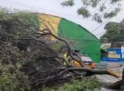 Árvore cai durante fortes chuvas e interdita via no Jaraguá