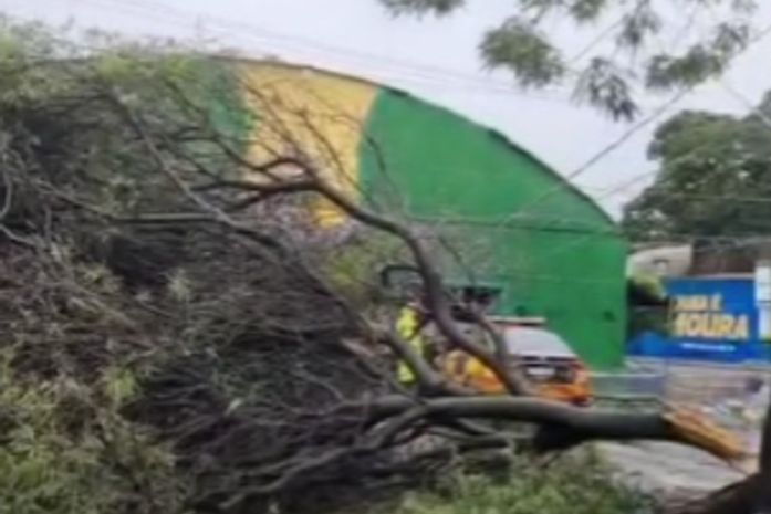 Árvore cai durante fortes chuvas e interdita via no Jaraguá