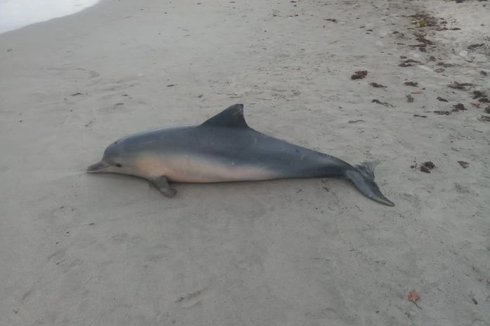 Golfinho é encontrado encalhado em praia de Paripueira