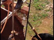 Cachorro cai em fossa de três metros e é resgatado por Bombeiros