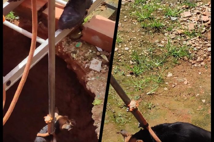 Cachorro cai em fossa de três metros e é resgatado por Bombeiros