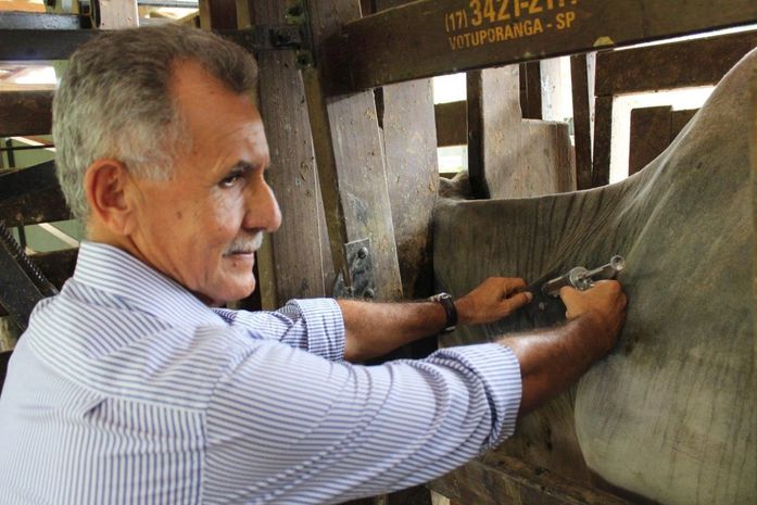 Vacinação, que prossegue até o dia 31 de maio, é obrigatória para todos os bovinos e bubalinos