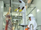 Sem dialogo com a Frigovale, marchantes podem levar o abate de gado de Arapiraca para Maceió