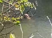 Corpo sem cabeça é encontrado em área de manguezal na Barra de Santo Antônio
