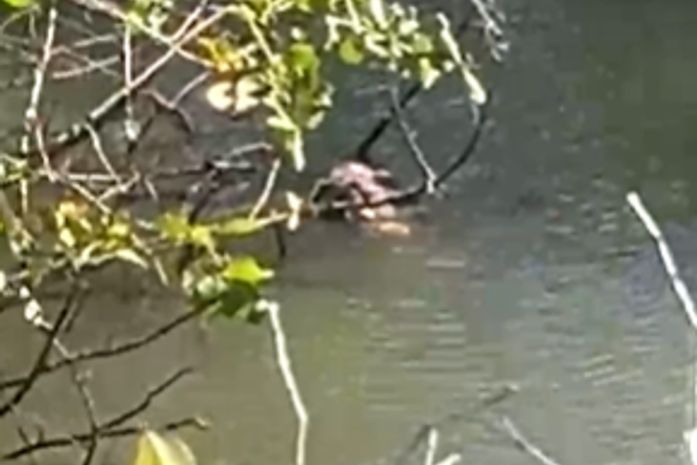 Corpo sem cabeça é encontrado em área de manguezal na Barra de Santo Antônio