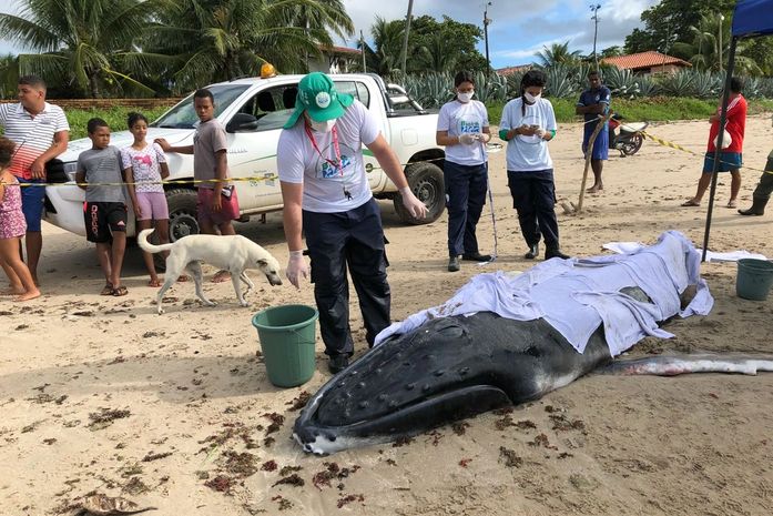 Baleia Jubarte é encontrada morta na praia de Ipioca