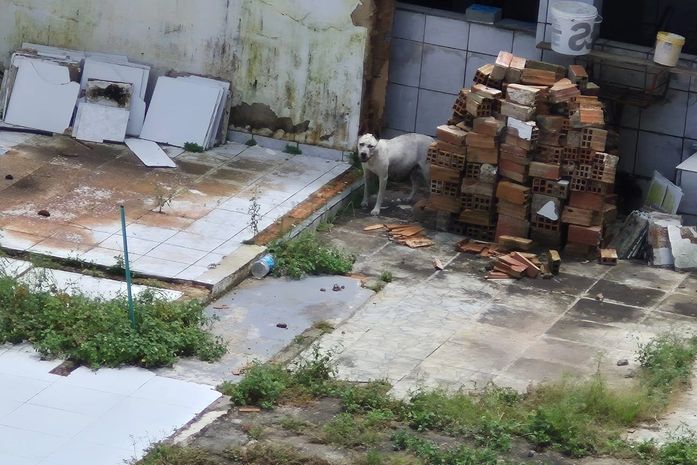 Moradores denunciam animal abandonado em casa na rua da Adefal