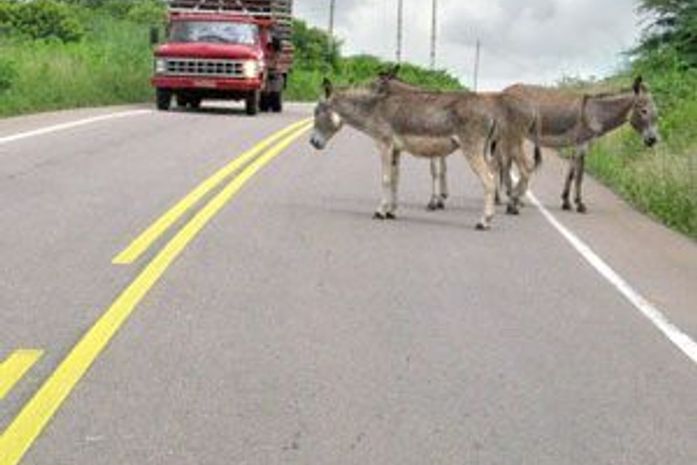 Animais soltos colocam em risco as vidas de quem trafega pela rodovia AL 115