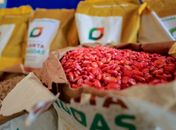 Governo de Alagoas investe mais de R$ 26 milhões em ações para agricultura familiar no primeiro semestre