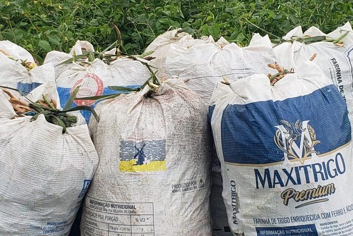 Colheita do Projeto Barriga Cheia de São Miguel dos Campos foi iniciada