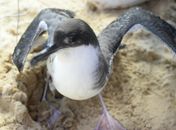 Migração de aves marinhas acende alerta em AL: contato pode transmitir doenças e é crime