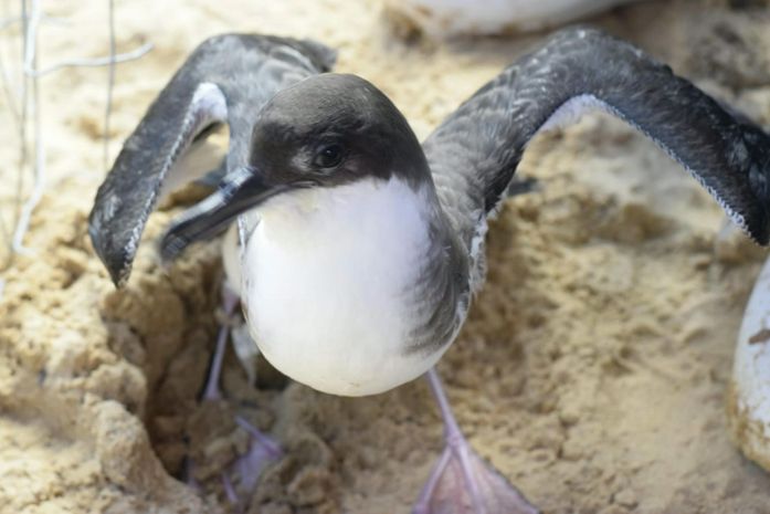 Migração de aves marinhas acende alerta em AL: contato pode transmitir doenças e é crime