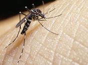 Alagoas registra redução de 65% nos casos prováveis de dengue nos dois primeiros meses do ano
