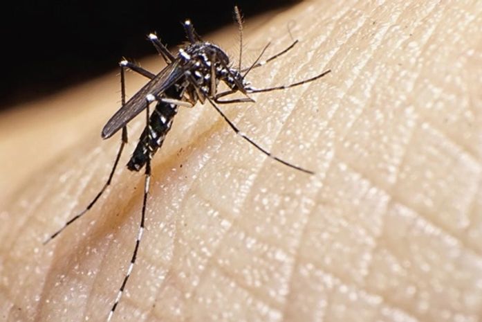 Alagoas registra redução de 65% nos casos prováveis de dengue nos dois primeiros meses do ano