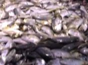 Cardume de quase 1,5 tonelada de Xaréu é capturado na Jatiúca; veja vídeo