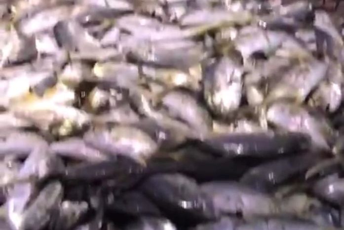 Cardume de quase 1,5 tonelada de Xaréu é capturado na Jatiúca; veja vídeo