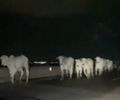 Motoristas são surpreendidos por bois soltos na AL-220, em Arapiraca
