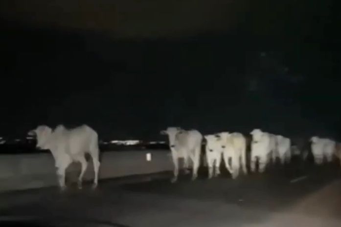 Motoristas são surpreendidos por bois soltos na AL-220, em Arapiraca