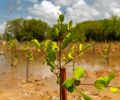 Projeto Aflora Mangue conclui mais uma etapa com plantio no Bom Parto