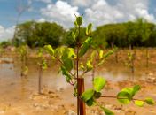 Projeto Aflora Mangue conclui mais uma etapa com plantio no Bom Parto