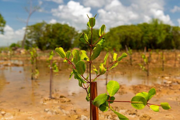 Projeto Aflora Mangue conclui mais uma etapa com plantio no Bom Parto