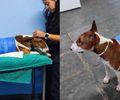 Cão bull terrier que atacou gato no José Tenório passa por cirurgia