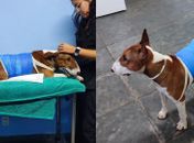 Cão bull terrier que atacou gato no José Tenório passa por cirurgia