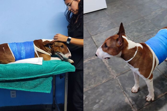 Cão bull terrier que atacou gato no José Tenório passa por cirurgia