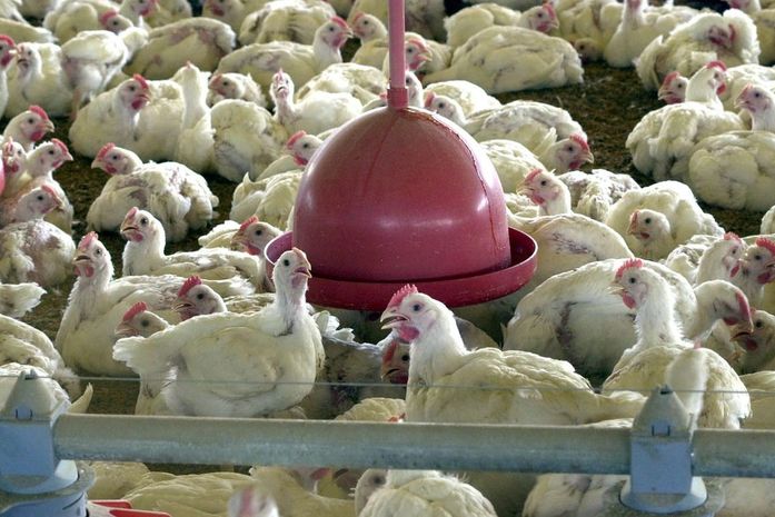 Brasil pede explicações à China sobre frango supostamente contaminado