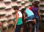 Alunos aprendem a fazer horta suspensa em Maragogi