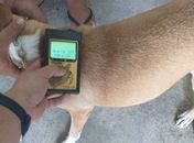 Procedimento permite localização de dono, caso seja necessário.