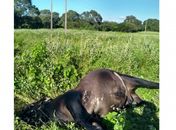 Fio de alta tensão cai em propriedade rural e mata quatro bois em Pão de Açúcar