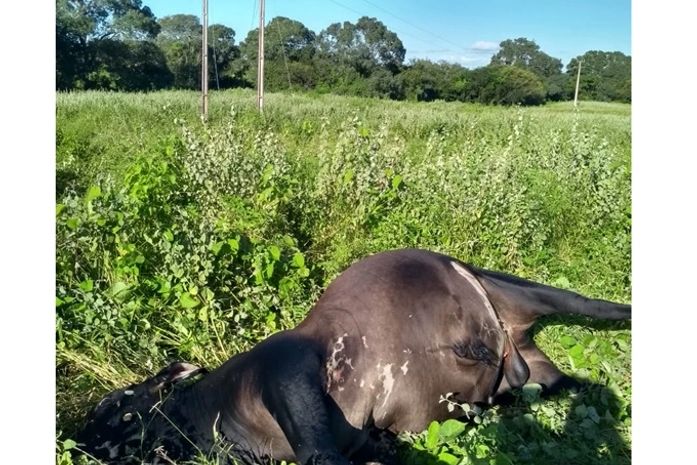 Fio de alta tensão cai em propriedade rural e mata quatro bois em Pão de Açúcar