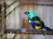 FPI do São Francisco recupera 100 animais silvestres que eram mantidos em cativeiro