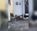 Moradores denunciam ataques de pitbulls soltos em comunidade de Maceió