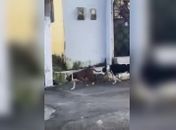 Moradores denunciam ataques de pitbulls soltos em comunidade de Maceió