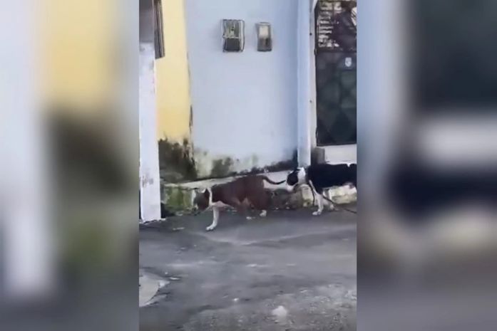 Moradores denunciam ataques de pitbulls soltos em comunidade de Maceió