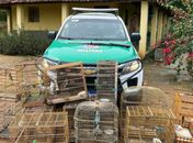 Polícia ambiental resgata 28 pássaros e apreende armas no interior de AL