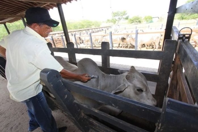 Vacinação contra a febre Aftosa