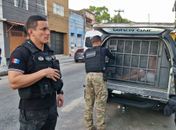 Polícia Civil deflagra operação e prende mais de 20 criminosos; veja vídeos