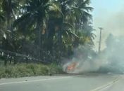 Queda de coqueiro provoca incêndio em rodovia, no litoral; veja vídeo 