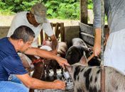 Barra de Santo Antônio inicia campanha de vacinação contra a Peste Suína Clássica, protegendo a saúde dos animais e impulsionando a indústria suinícola