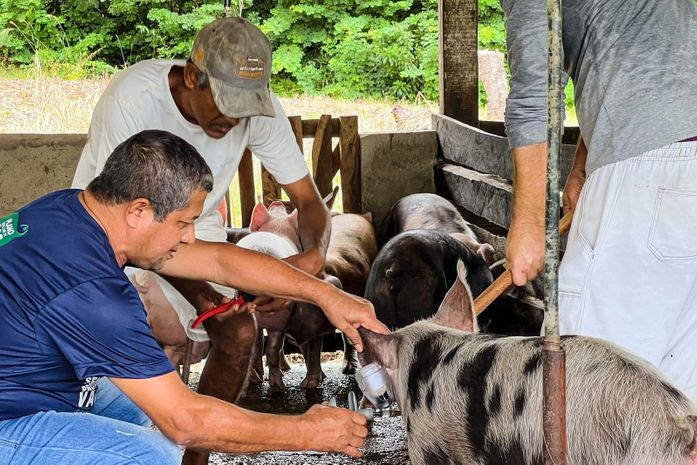 Barra de Santo Antônio inicia campanha de vacinação contra a Peste Suína Clássica, protegendo a saúde dos animais e impulsionando a indústria suinícola