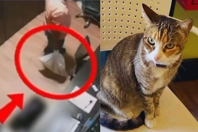 MP denuncia homem e mulher pela morte da gata Camila Regina em academia de Maceió e pede prisão da dupla