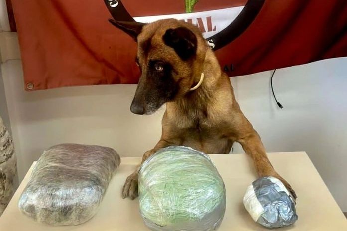 Ações da PM terminam com prisão e apreensões de drogas e arma no interior de Alagoas