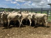 AL regista cobertura vacinal de 94,7% do rebanho alagoano contra Febre Aftosa; percentual supera índice mínimo 