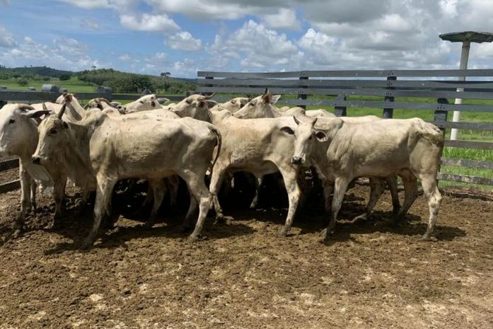AL regista cobertura vacinal de 94,7% do rebanho alagoano contra Febre Aftosa; percentual supera índice mínimo