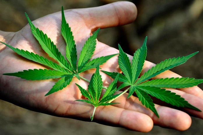 Justiça absolve idoso portador de câncer que usava maconha para fins medicinais