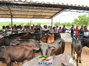 Feira de animais é iniciada em Batalha